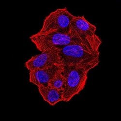 UFD1L Antibody (2A6F3) - BSA Free, Novus Biologicals 0.1 ml; Unconjugated:Antibodies,