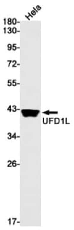 UFD1L Antibody (S09-7G5), Novus Biologicals 50 &mu;g; Unconjugated:Antibodies,