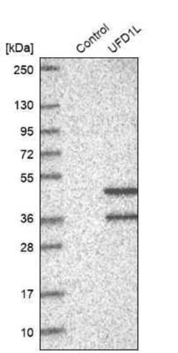UFD1L Antibody, Novus Biologicals 0.1 mL | Buy Online | Novus Biologicals | Fisher Scientific