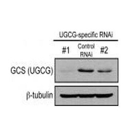 Novus Biologicals UGCG Antibody (1E5), Novus Biologicals 0.1 mg | Buy Online | Novus Biologicals&trade; | Fisher Scientific