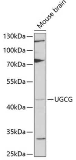 UGCG Antibody - BSA Free, Novus Biologicals:Antibodies:Primary Antibodies