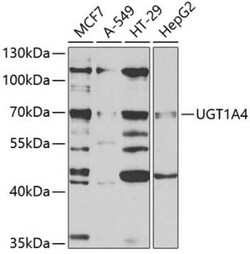 UGT1A4 Antibody - BSA Free, Novus Biologicals 0.1 mL; Unconjugated:Antibodies,