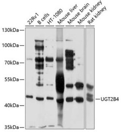 UGT2B4 Antibody - BSA Free, Novus Biologicals:Antibodies:Primary Antibodies