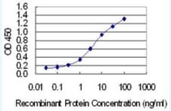UGT2B7 Antibody (8D12), Novus Biologicals 100 &mu;g;, Unconjugated:Antibodies,