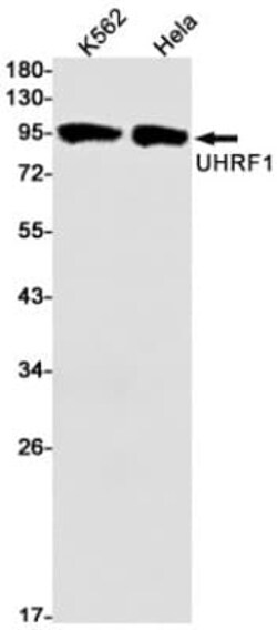 UHRF1 Antibody (S06-1C4), Novus Biologicals:Antibodies:Primary Antibodies