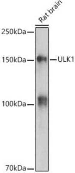 ULK1 Antibody - Azide and BSA Free, Novus Biologicals 0.1 mL; Unconjugated:Antibodies,