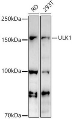 ULK1 Antibody - Azide and BSA Free, Novus Biologicals 0.1 mL; Unconjugated:Antibodies,