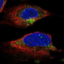 UNC13B Antibody, Novus Biologicals:Antibodies:Primary Antibodies