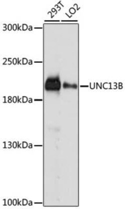 UNC13B Antibody - Azide and BSA Free, Novus Biologicals 0.1 mL, Unconjugated:Antibodies,