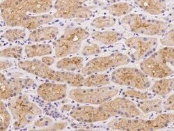 UNC13C Antibody, Novus Biologicals:Antibodies:Primary Antibodies