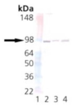 UNC45A Antibody (AbS1), Novus Biologicals 50 &mu;g; Unconjugated:Antibodies,