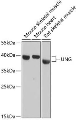 UNG Antibody - Azide and BSA Free, Novus Biologicals 0.02 mL | Buy Online | Novus Biologicals | Fisher Scientific