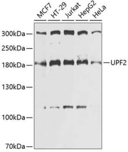 UPF2 Antibody - BSA Free, Novus Biologicals 0.02 mL; Unconjugated:Antibodies,