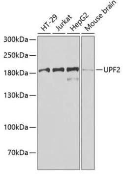 UPF2 Antibody - BSA Free, Novus Biologicals 0.02 mL; Unconjugated:Antibodies,