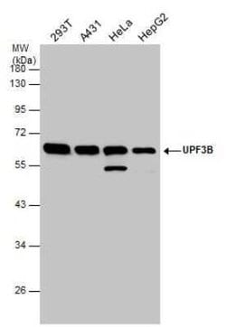 UPF3B Antibody, Novus Biologicals 100 &mu;g | Buy Online | Novus Biologicals | Fisher Scientific