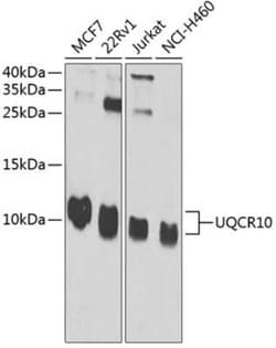 UQCR10 Antibody - BSA Free, Novus Biologicals:Antibodies:Primary Antibodies