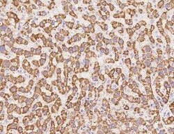 UQCRB Antibody, Novus Biologicals 100 &mu;g; Unconjugated:Antibodies, Polyclonal