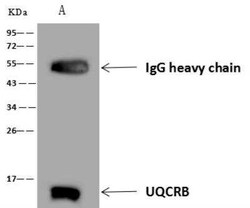 UQCRB Antibody, Novus Biologicals 100 &mu;g; Unconjugated:Antibodies, Polyclonal