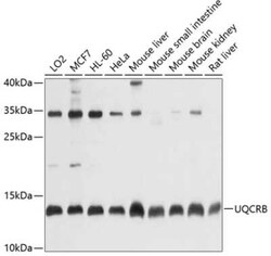 UQCRB Antibody - BSA Free, Novus Biologicals:Antibodies:Primary Antibodies