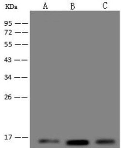 UQCRB Antibody, Novus Biologicals 100 &mu;g; Unconjugated:Antibodies, Polyclonal