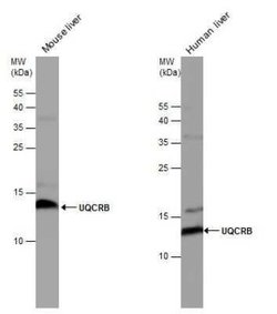 UQCRB Antibody, Novus Biologicals 100 &mu;g | Buy Online | Novus Biologicals | Fisher Scientific