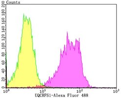 UQCRFS1 Antibody (JG62-31), Novus Biologicals 100 &mu;l; Unconjugated:Antibodies,