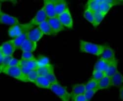 UQCRFS1 Antibody (JG62-31), Novus Biologicals 100 &mu;l; Unconjugated:Antibodies,