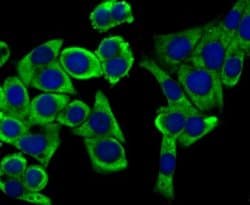 UQCRFS1 Antibody (JG62-31), Novus Biologicals 100 &mu;l; Unconjugated:Antibodies,