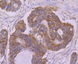 UQCRFS1 Antibody (JG62-31), Novus Biologicals 100 &mu;l; Unconjugated:Antibodies,