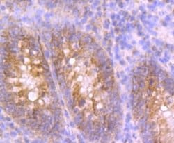 UQCRFS1 Antibody (JG62-31), Novus Biologicals 100 &mu;l; Unconjugated:Antibodies,