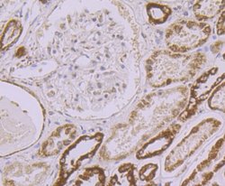 UQCRFS1 Antibody (JG62-31), Novus Biologicals 100 &mu;l; Unconjugated:Antibodies,