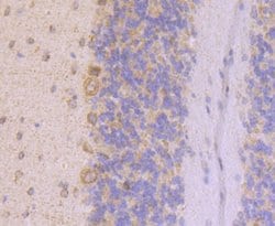 UQCRFS1 Antibody (JG62-31), Novus Biologicals 100 &mu;l; Unconjugated:Antibodies,