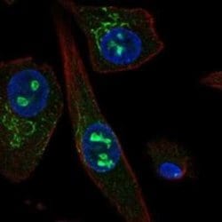 USAG1/SOSTDC1 Rabbit anti-Human, Polyclonal, Novus Biologicals 25 &mu;g;