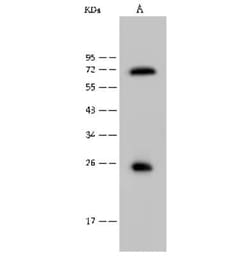USAG1/SOSTDC1 Antibody, Novus Biologicals 100 &mu;g; Unconjugated:Antikörper