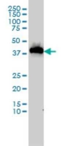 USF1 Antibody (2A7), Novus Biologicals 0.1 mg | Buy Online | Novus Biologicals | Fisher Scientific