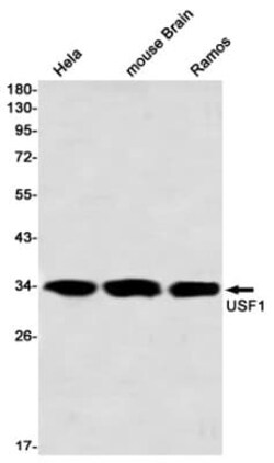 USF1 Antibody (S03-5E6), Novus Biologicals 100 &mu;g; Unconjugated:Antibodies,