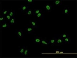 USF2 Antibody (5E9), Novus Biologicals 0.1 mg | Buy Online | Novus Biologicals | Fisher Scientific