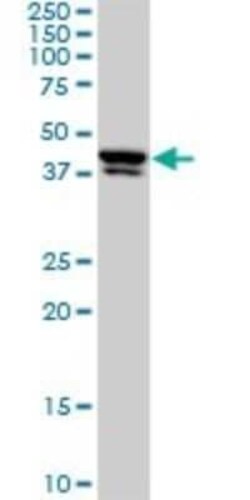 USF2 Antibody (5E9), Novus Biologicals 0.1 mg | Buy Online | Novus Biologicals | Fisher Scientific