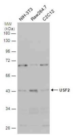 USF2 Antibody, Novus Biologicals 100 &mu;g | Buy Online | Novus Biologicals | Fisher Scientific