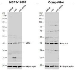 USF2 Antibody, Novus Biologicals 100 &mu;g | Buy Online | Novus Biologicals | Fisher Scientific