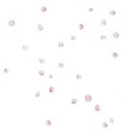 USP10 Antibody - BSA Free, Novus Biologicals 0.025 mg; Unconjugated:Antibodies,