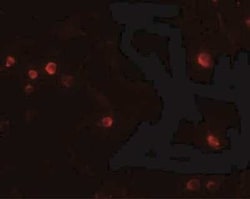 USP10 Antibody - BSA Free, Novus Biologicals 0.025 mg; Unconjugated:Antibodies,