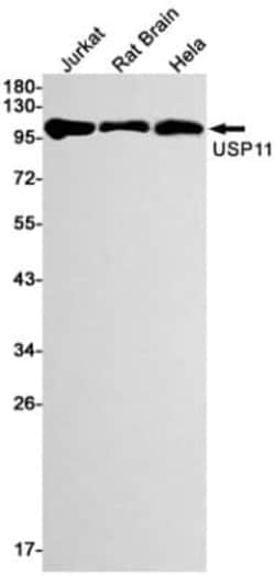 USP11 Antibody (S08-2D7), Novus Biologicals 100 &mu;g; Unconjugated:Antibodies,