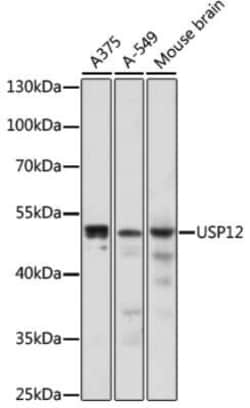 USP12 Antibody - Azide and BSA Free, Novus Biologicals:Antibodies:Primary