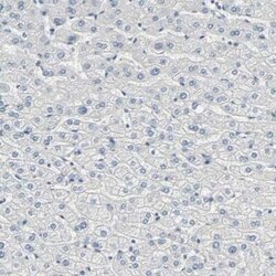 USP13 Antibody, Novus Biologicals 25 &mu;L | Buy Online | Novus Biologicals | Fisher Scientific