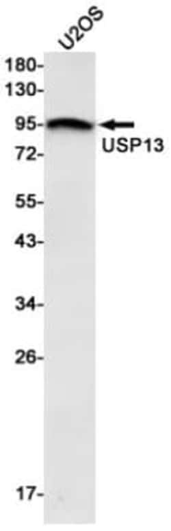 USP13 Antibody (S08-8D3), Novus Biologicals 100 &mu;g; Unconjugated:Antibodies,