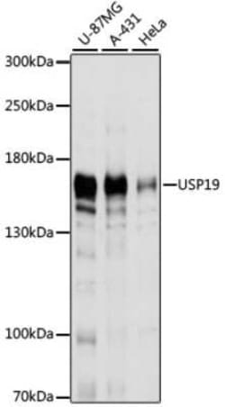 USP19 Antibody - Azide and BSA Free, Novus Biologicals:Antibodies:Primary