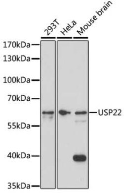 USP22 Antibody - Azide and BSA Free, Novus Biologicals 0.02 mL; Unconjugated:Antibodies,