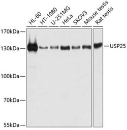 USP25 Antibody - BSA Free, Novus Biologicals 0.02 mL; Unconjugated:Antibodies,