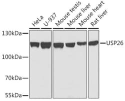 USP26 Antibody - Azide and BSA Free, Novus Biologicals:Antibodies:Primary